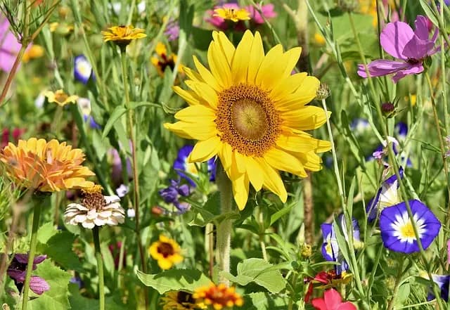 Guide d'achat des meilleures caméras de surveillance pour jardin
